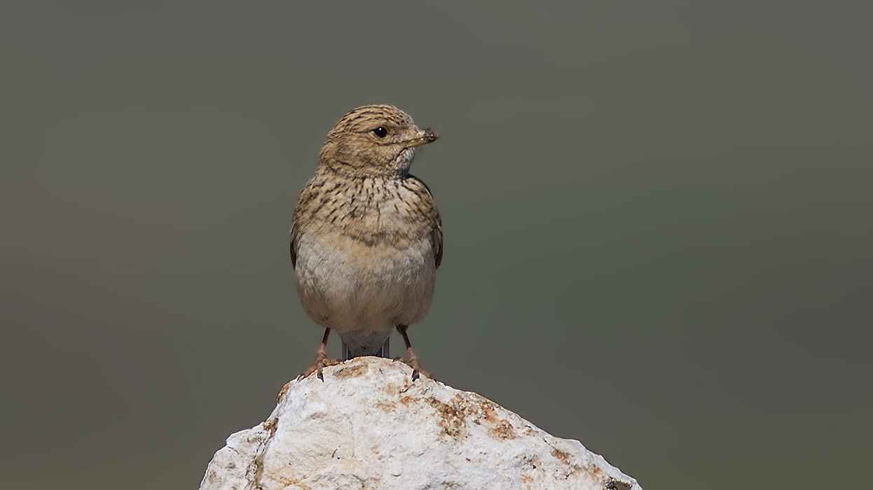 Lesser Short-toed Lark
